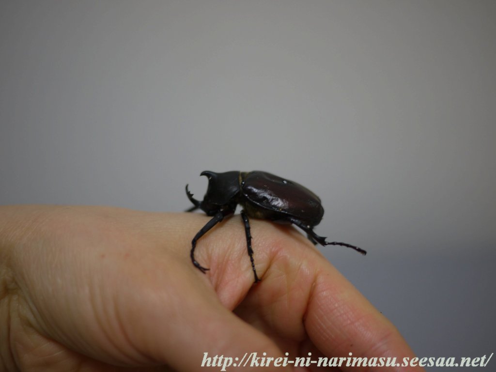 カブトムシ クワガタ飼育 2 綺麗になります