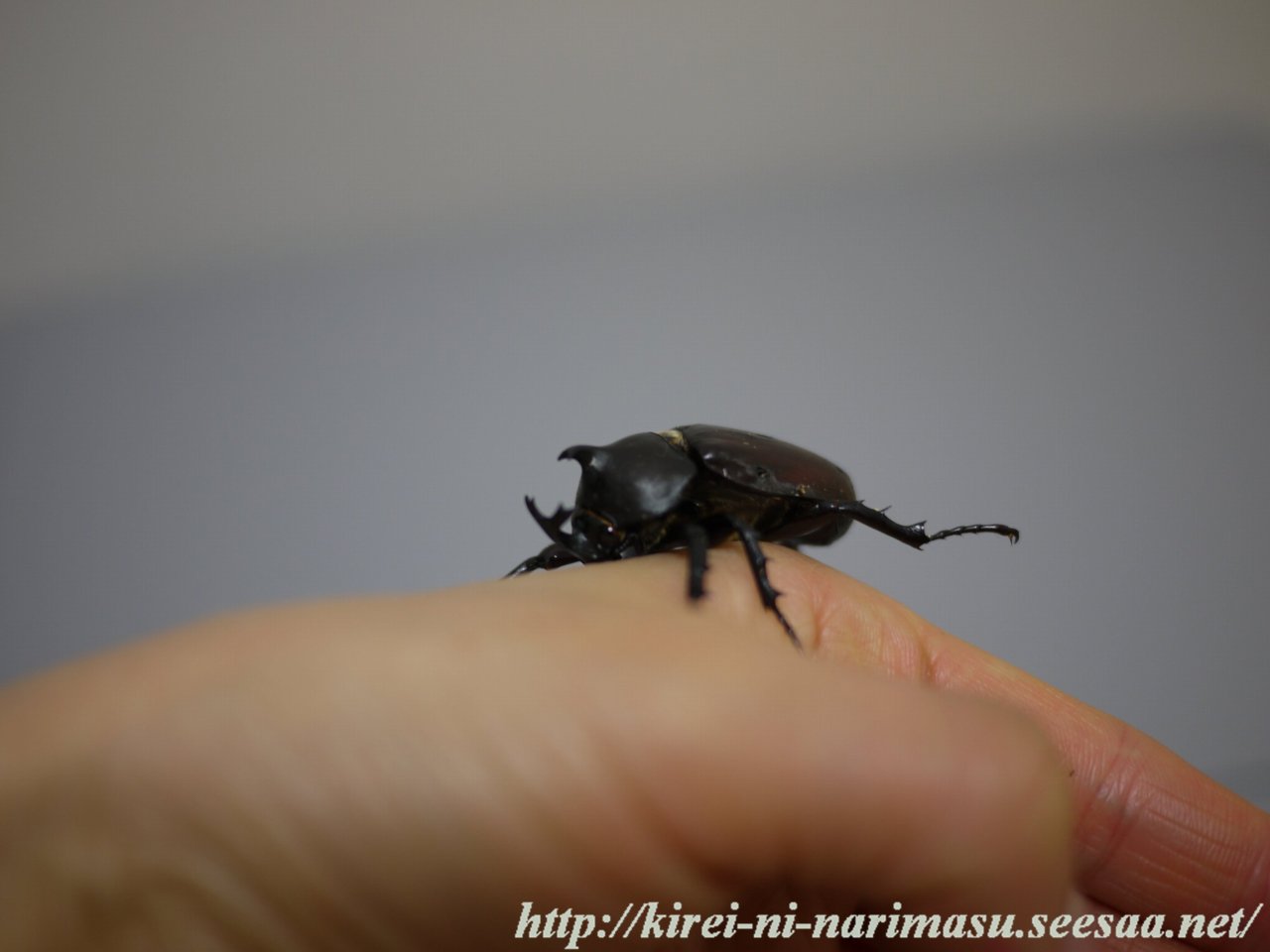 カブトムシ クワガタ飼育 2 綺麗になります